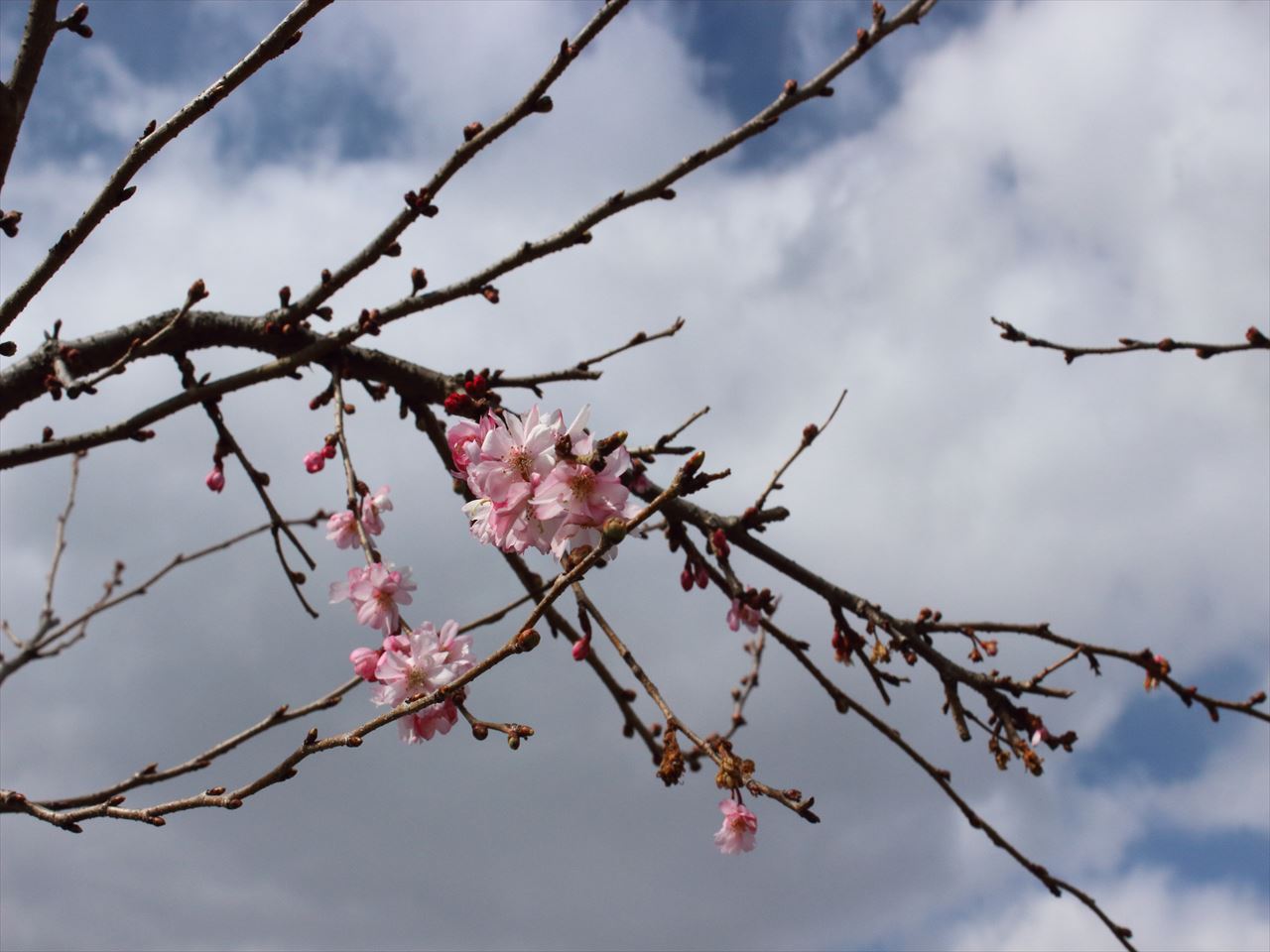 160321-125914-四季咲き桜　１