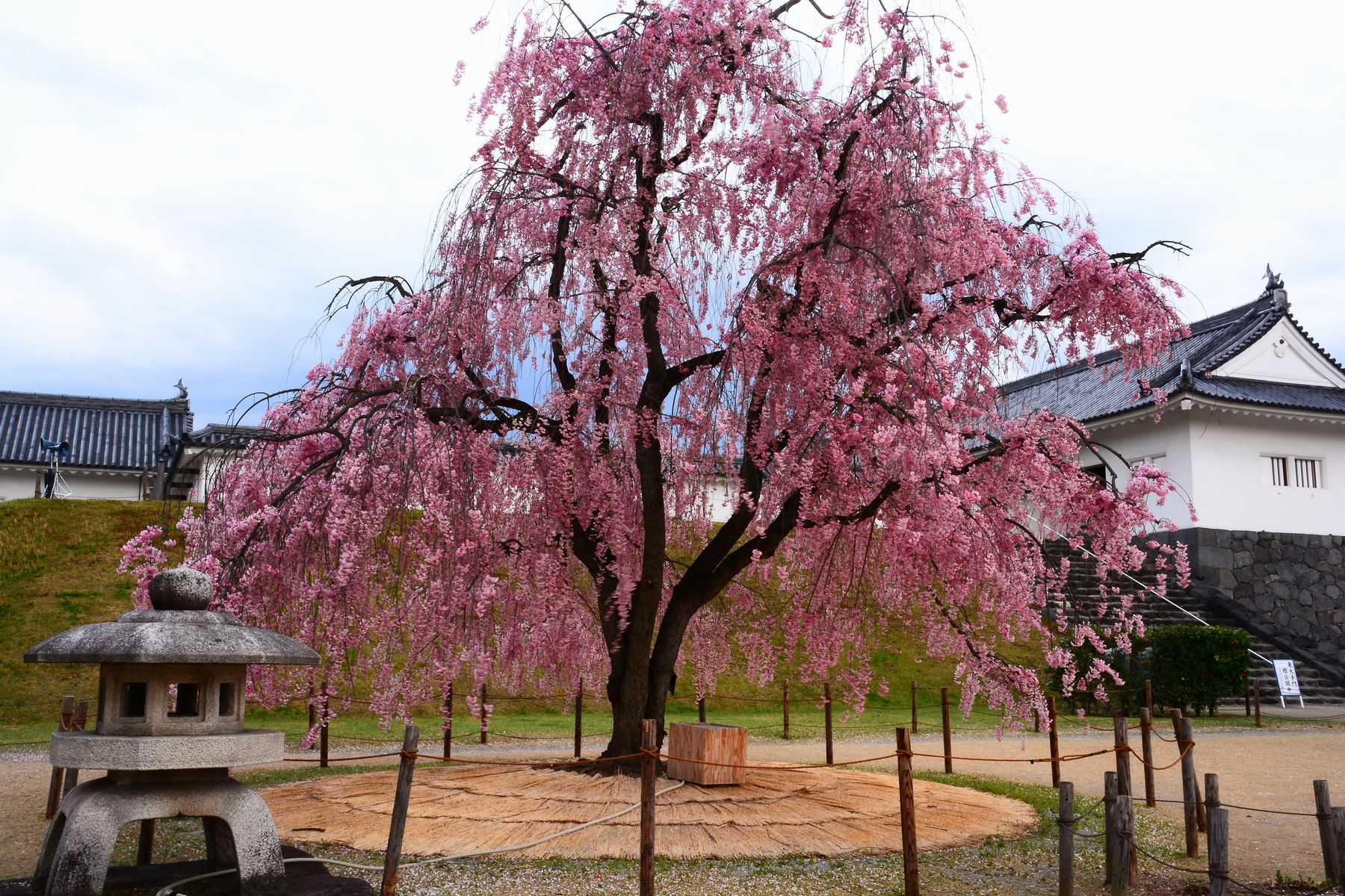 しだれ桜 (1)