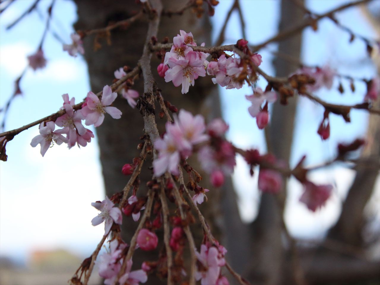 160321-145216-四季咲き桜３