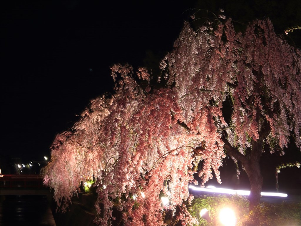 天童枝垂桜２