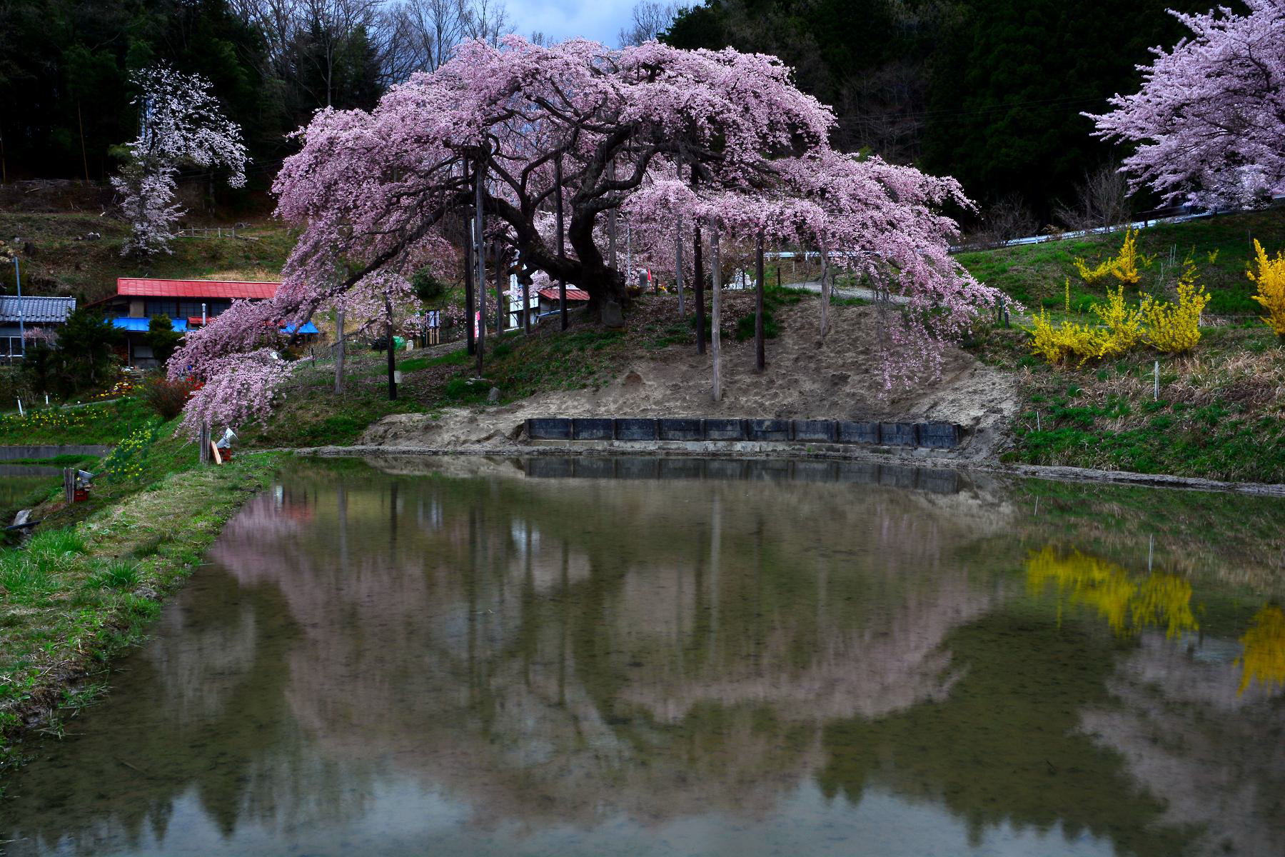 中島の地蔵桜3