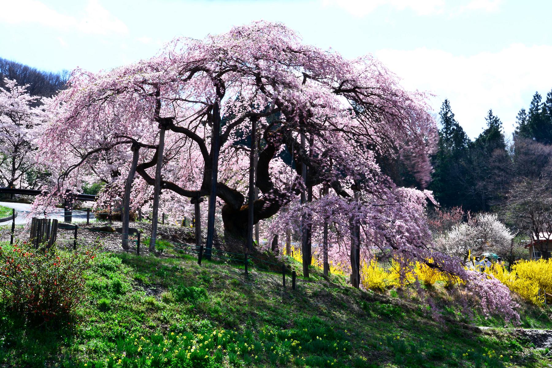 中島の地蔵桜2
