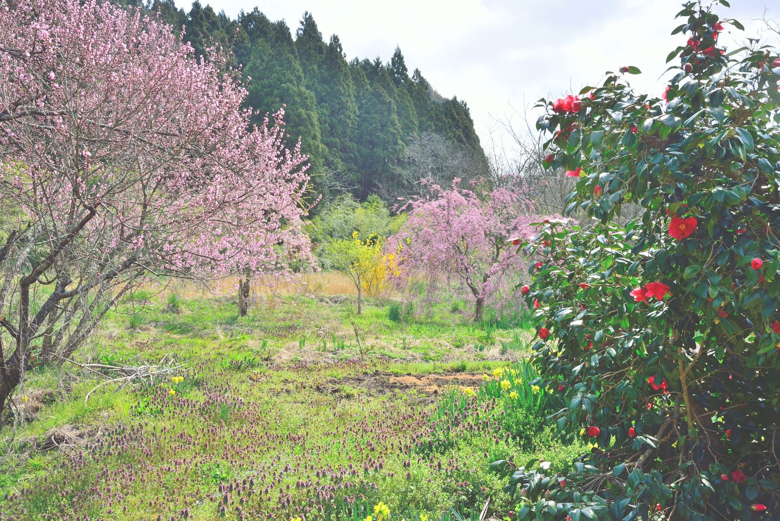 枝垂桜と桃