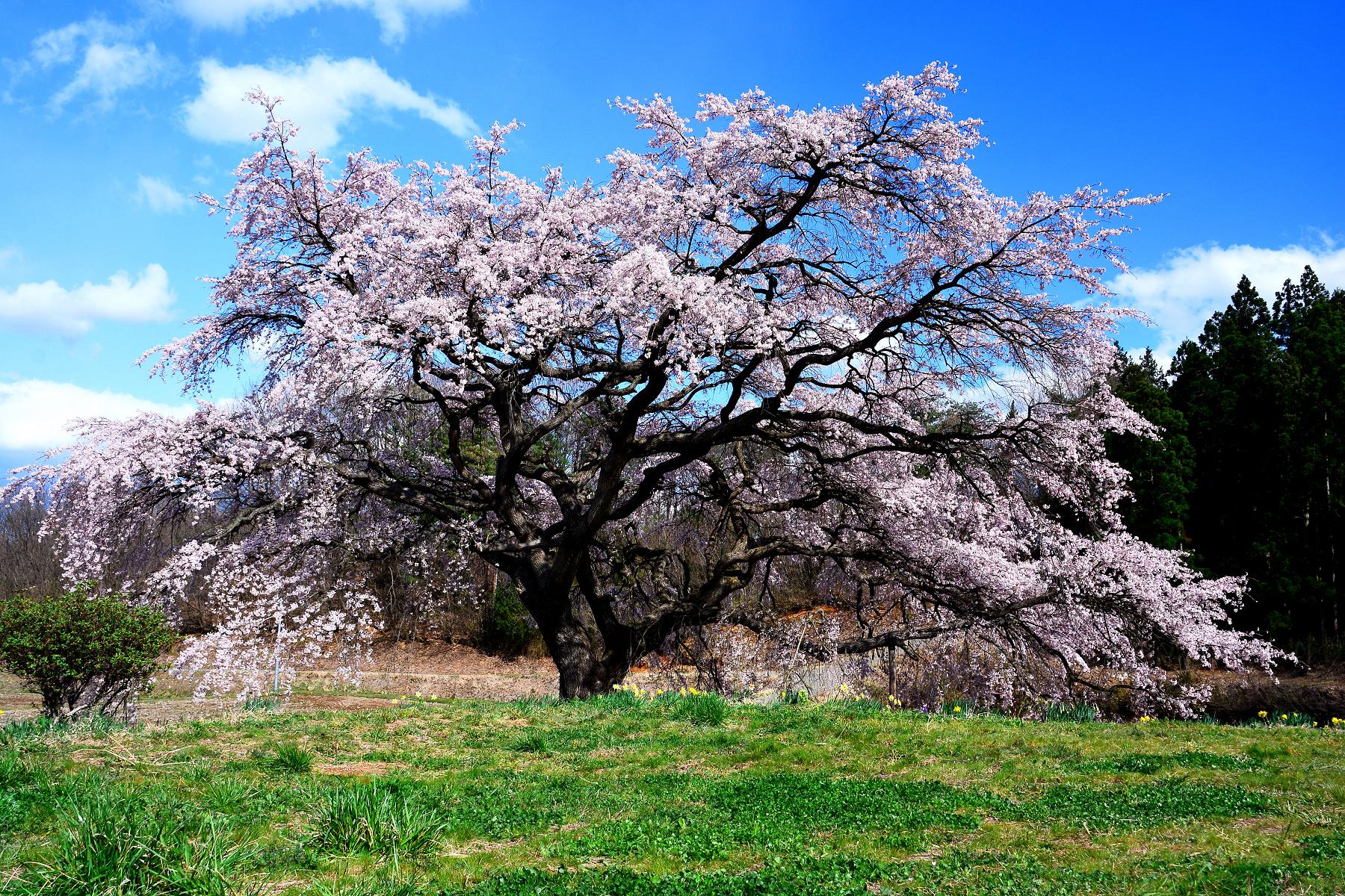 芳水の桜2